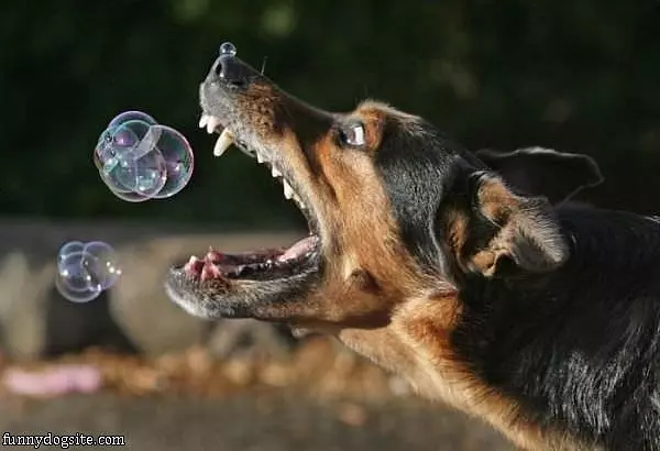 Bubbles