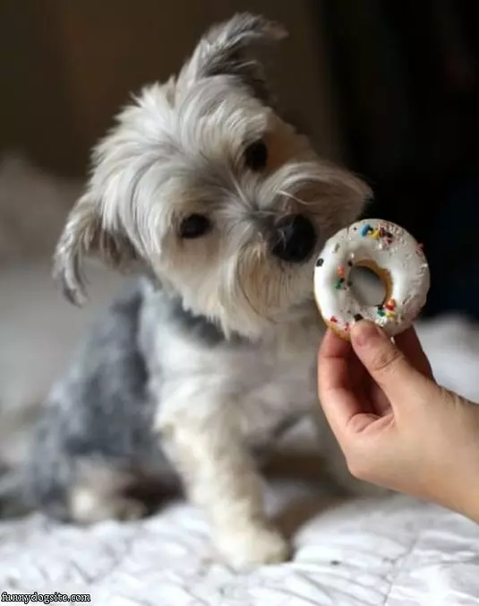 Donut