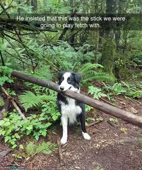 Playing Fetch With This One