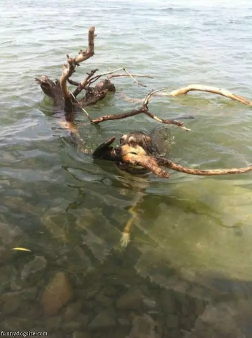 The Epic Fetch
