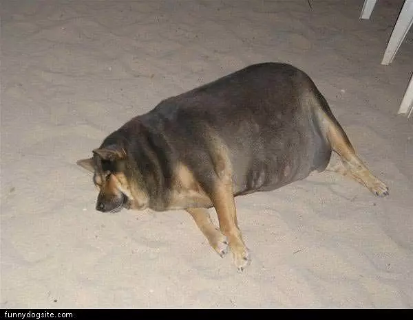 Fat Dog