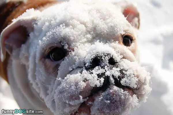 That Is A Snowy Face