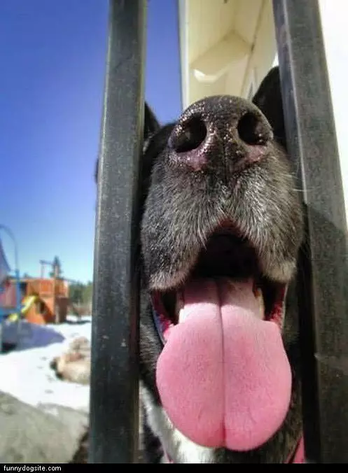 Tongue