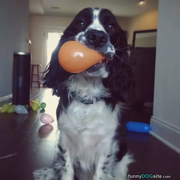 I Has A Balloon