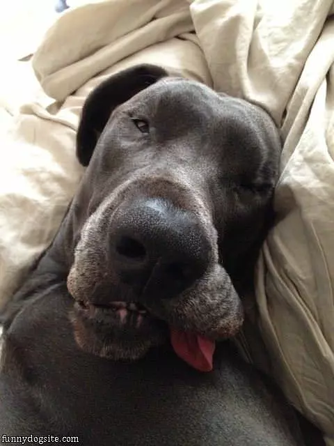 Tired Great Dane