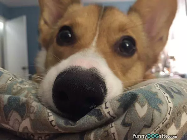Nose Closeup
