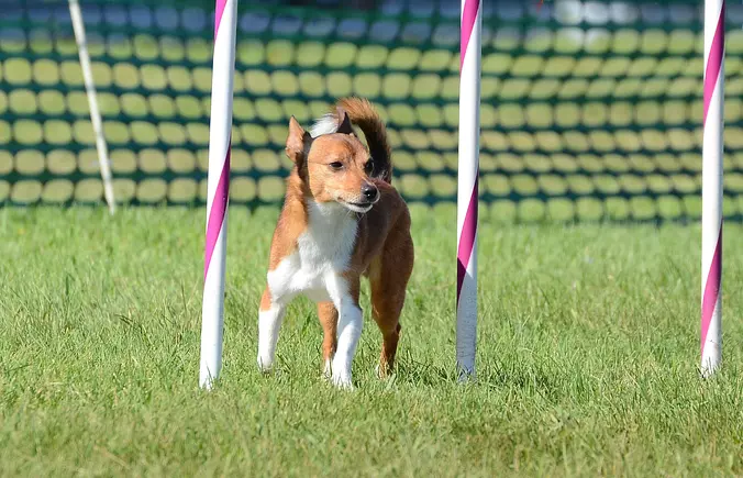 Portuguese Podengo training