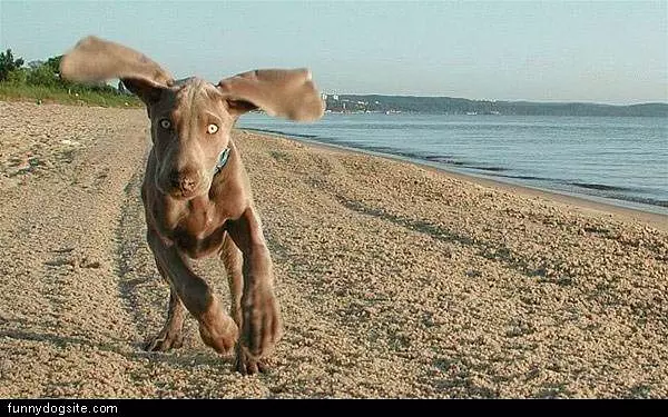 Floppy Ears