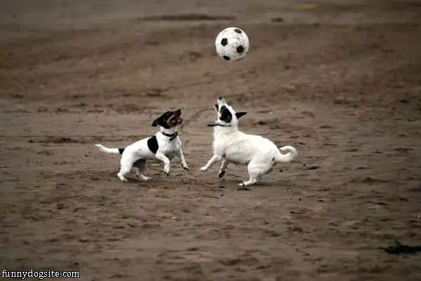 Playing With The Ball