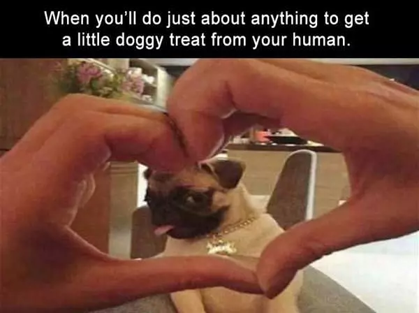 A Little Doggy Treat