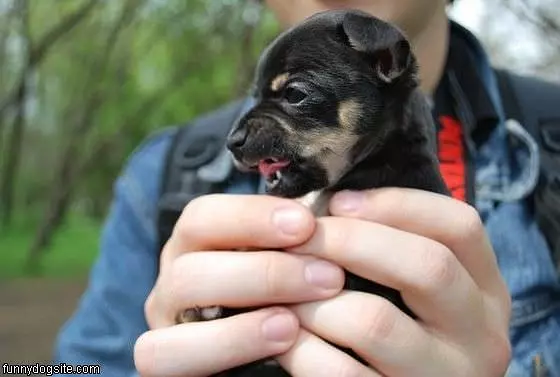 Rwarrr