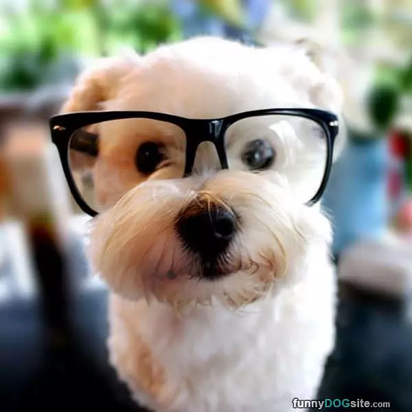 Hipster Dog