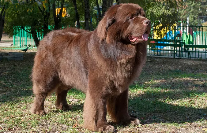 Brown Newfoundland dog