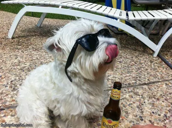 One Cool Dog