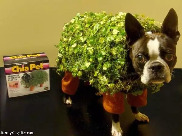 Chia Dog