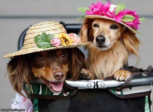 Cute Hats