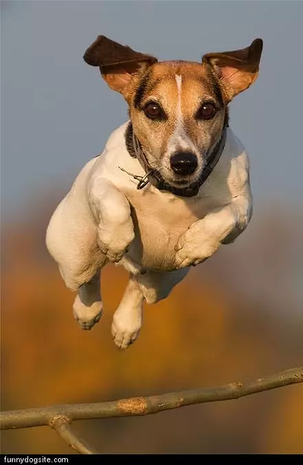 I Can Fly
