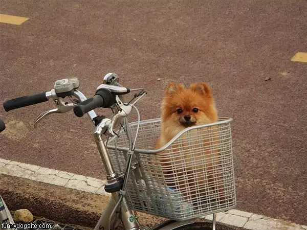 Basket Dog