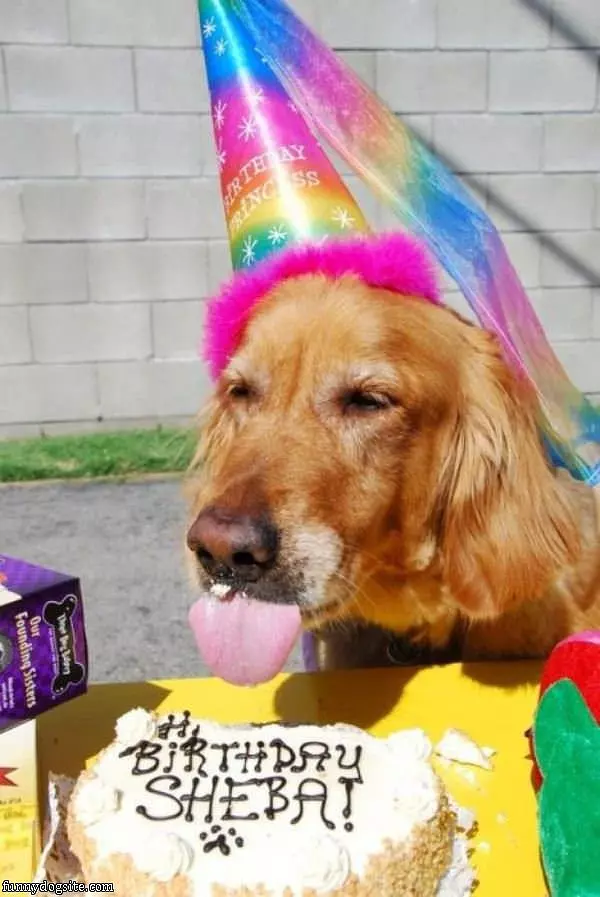 Birthday Dog