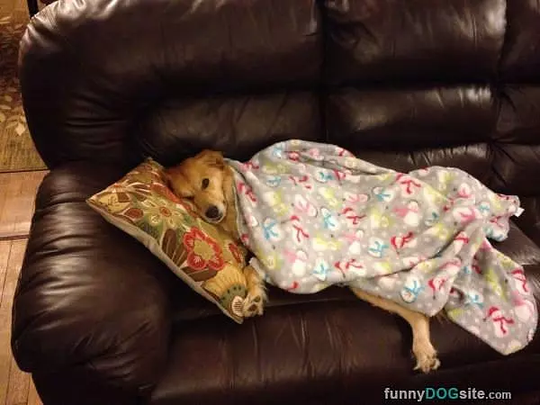 Tucked In For My Nap