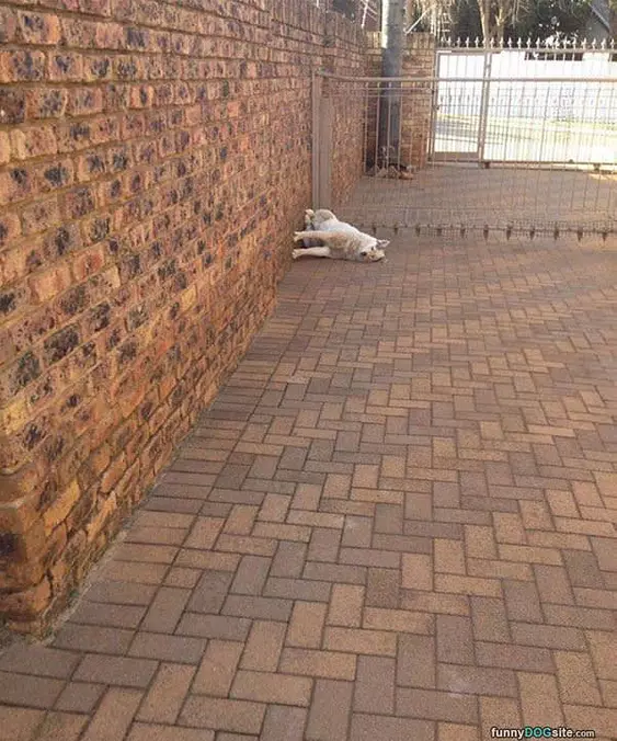 Sideways Dog