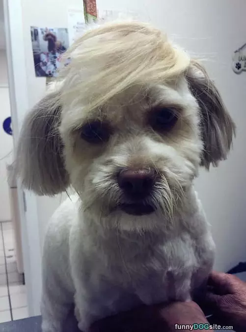 Do You Like My Hair