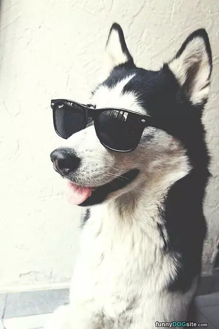 Coolest Dog Ever
