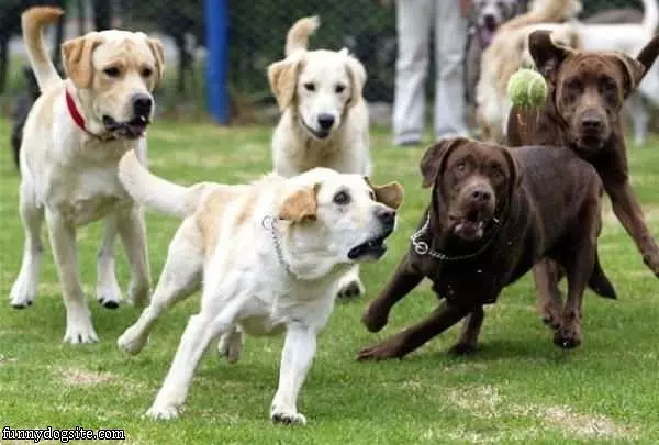 Fetch The Ball Dogs