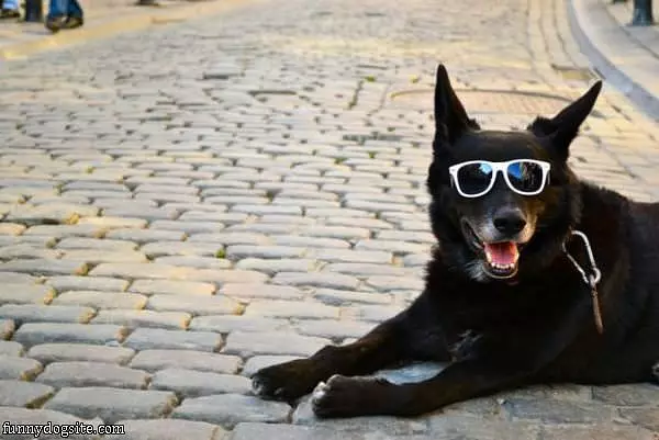 Cool Shades