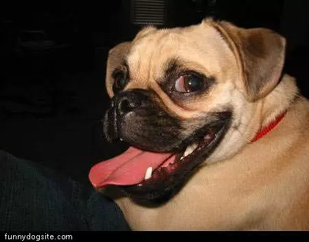 Too Cool Dog