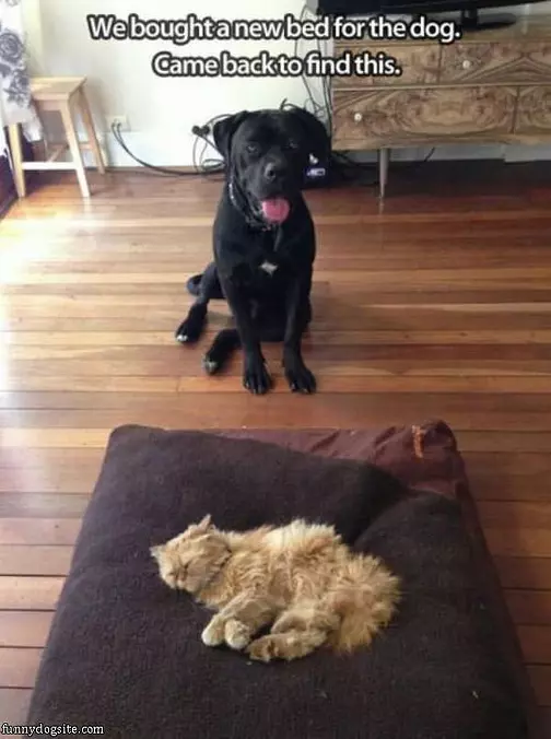 Thanks For The Bed