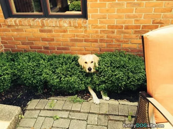 Hiding In The Bushes