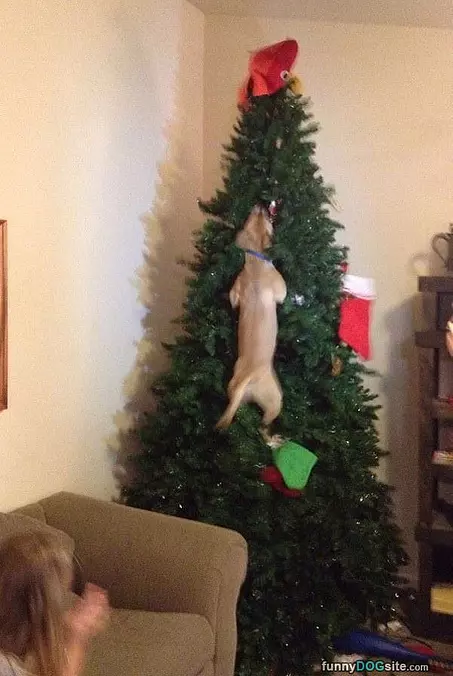 Climbing