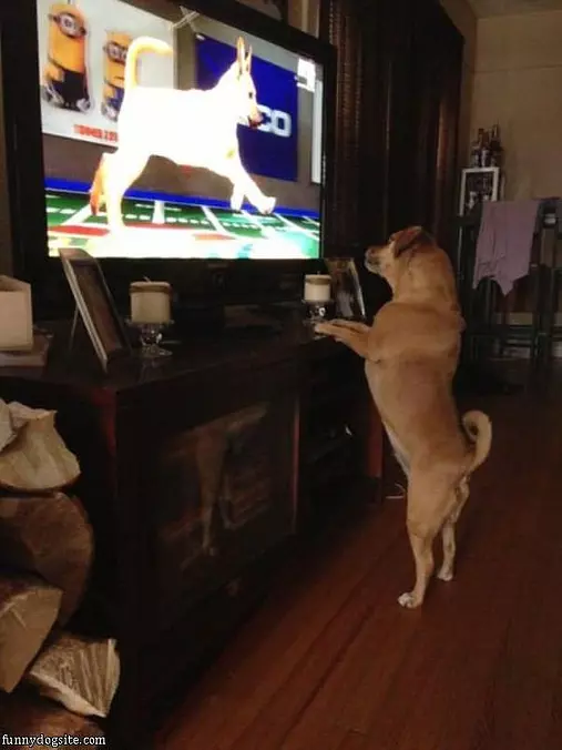I Like That Dog