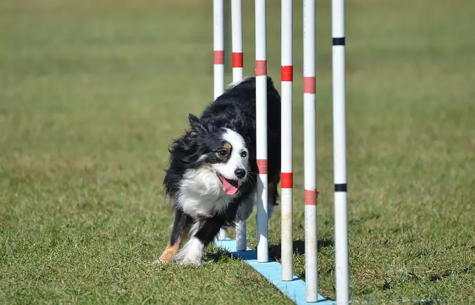 Miniature American Shepherd...