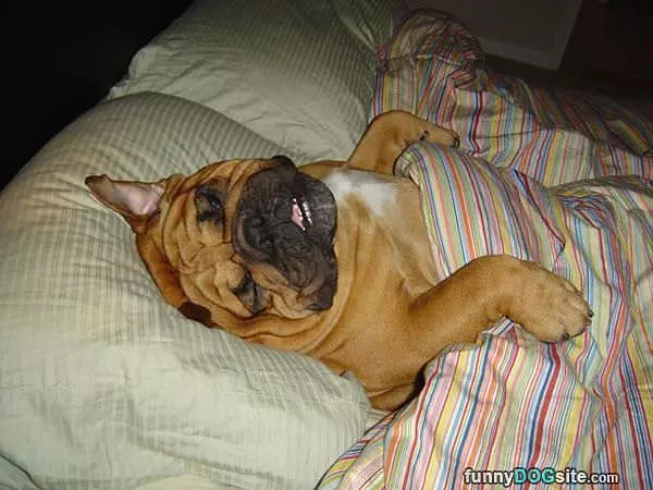 Sweetest Dreams