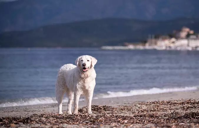 Kuvasz on the beach