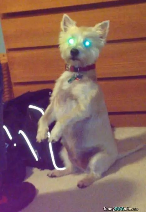 Zombie Dog