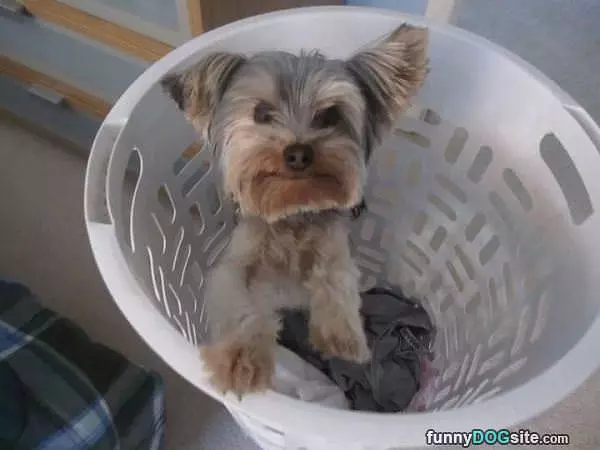 Laundry Day