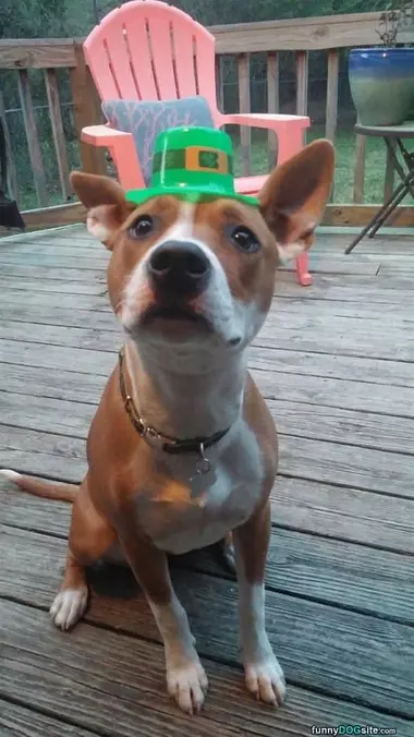 I Has A Hat