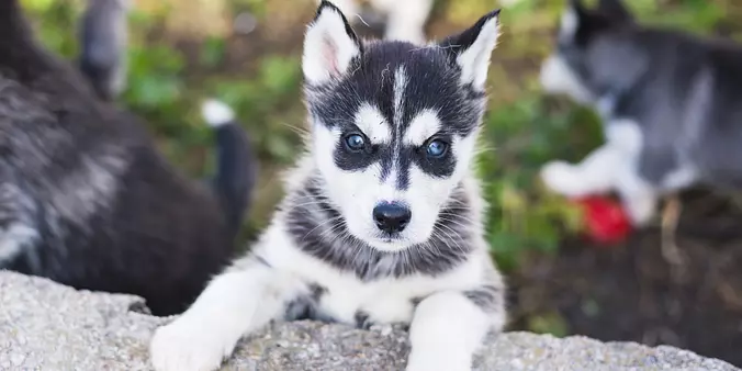 Siberian Husky puppy