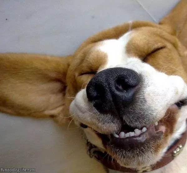 Dog Laughing