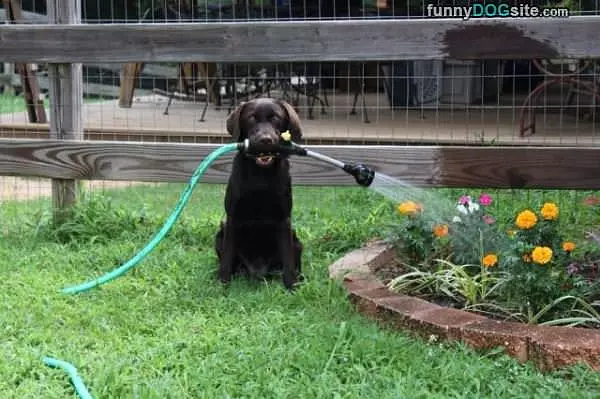 Watering The Flowers