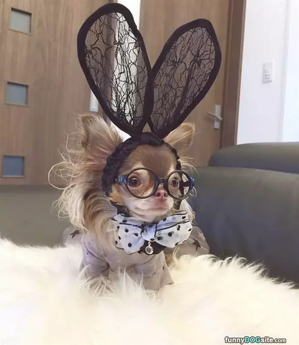 This Is A Nice Costume