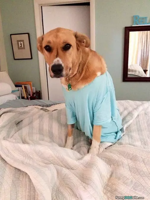 Nice Shirt