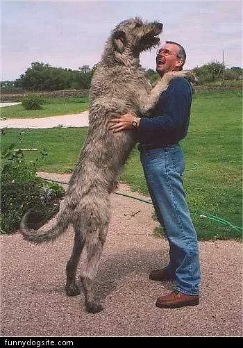 Big Dog