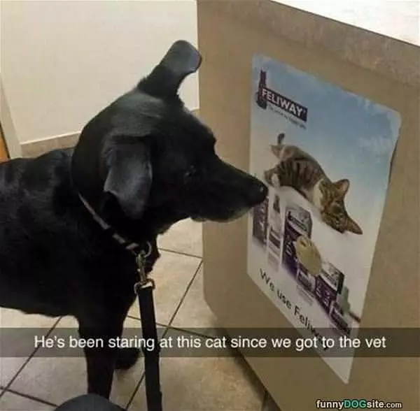 Whats With This Cat