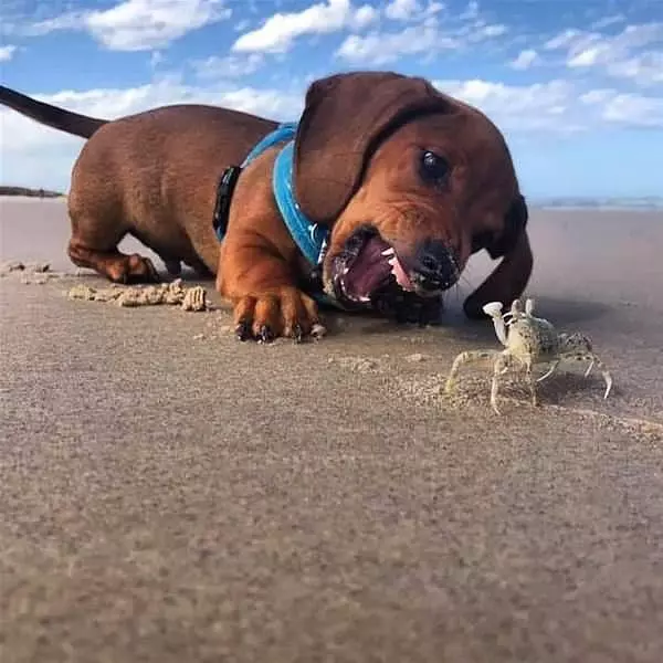 Rawrrr