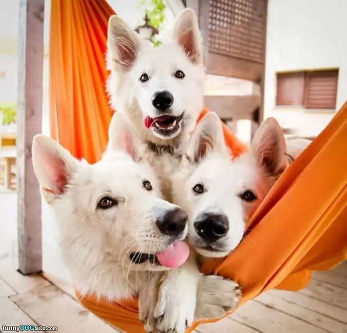 Three Headed Monster