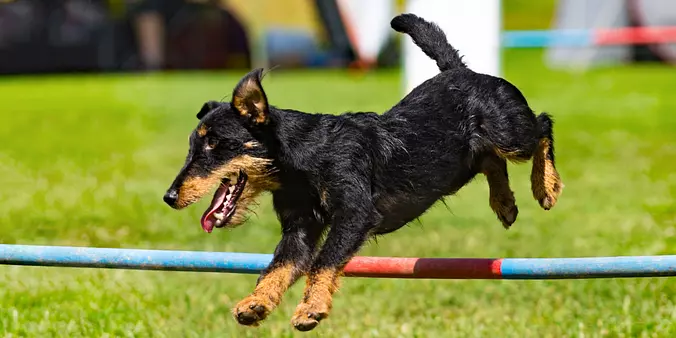 Jagdterrier training